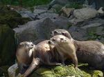 FZ006206 North American river otters (Lontra canadensis).jpg